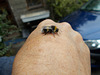 oaw[b&w] - bee rescue [2 of 3]