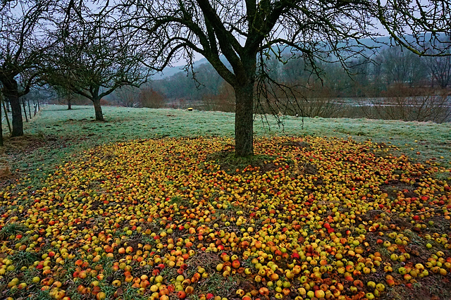Ein Apfelwunder im Januar - Le miracle des pommes en janvier - An apple miracle in January