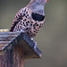 74/366: Northern Flicker on our Feeder (+1 in a note)