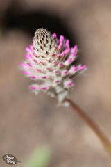 205/366: Fancy Grass Flower Bud