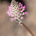 205/366: Fancy Grass Flower Bud