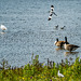 Geese and an avocets