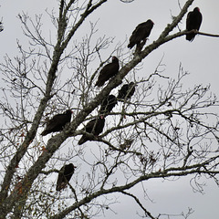 Next morning, turkey vultures in my neighbor's trees