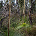 Grass trees and regrowth