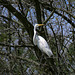 Great Egret at a Rookery