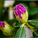 Rhododendron zwischen Knospe und Blüte... Rhododendron between bud and flower... ©UdoSm