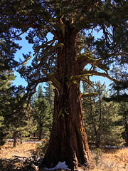 Another very big juniper