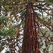 Mammutbaum, Heimat Kalifornien