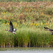 Geese at Burton wetlands