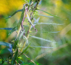 Das Spinnennetz mal etwas anders gesehen :))  The spider web seen a little differently :))  La toile d'araignée vue un peu différemment :))