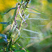 Das Spinnennetz mal etwas anders gesehen :))  The spider web seen a little differently :))  La toile d'araignée vue un peu différemment :))