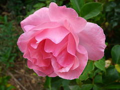 Rosa rosa del sur