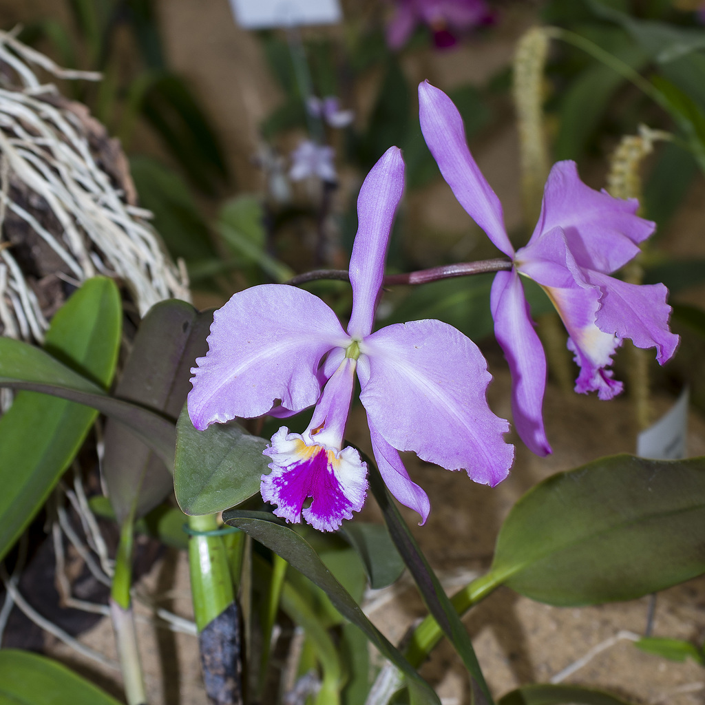 Cattleya