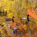 Autumn st bruno ducks DSC 7676a
