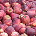 Äpfel 'Red Delicious' in einer der riesigen Apfelkisten - 2013-10-06 - DSC8611