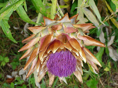Flor de alcachofa