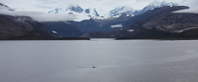 Whale in Beagle Channel