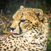Cheetah portrait44