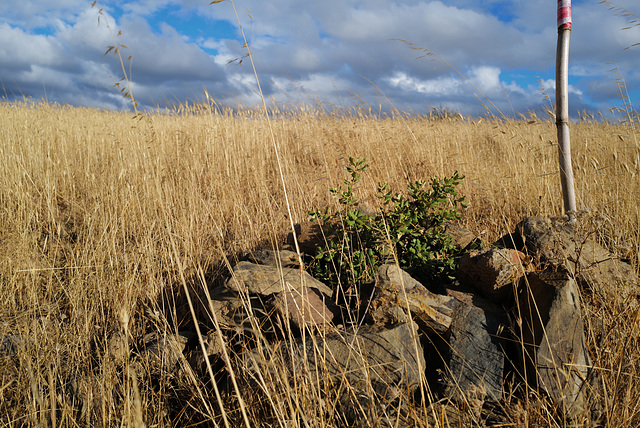 Azinheira, Quercus ilex