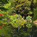 Oriental Reflections, Peasholm Park - Scarborough