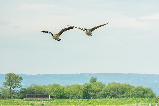 Geese flying over Burton Mere wetlands