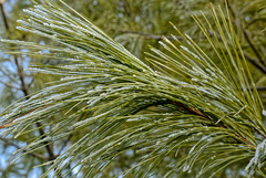 Frost on the Pine