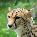 Cheetah pose