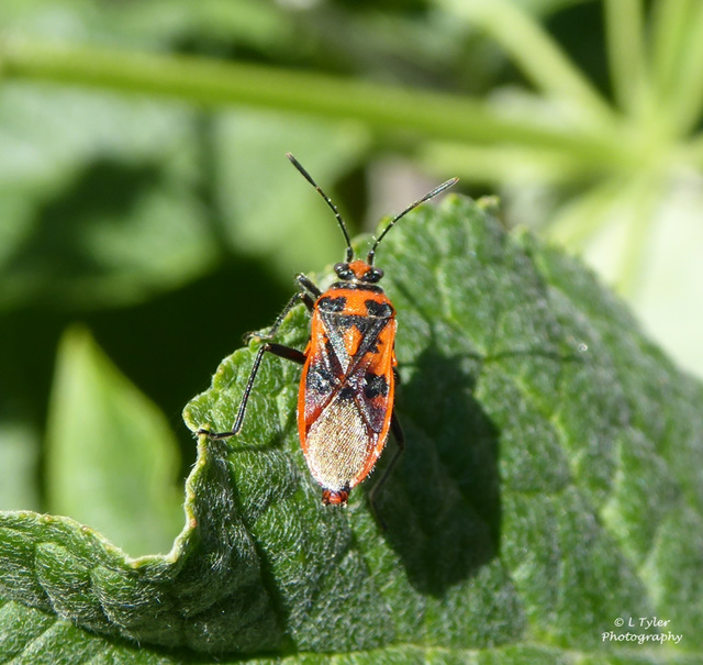 Corizus hyoscyami (Cinnamon bug)