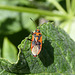 Corizus hyoscyami (Cinnamon bug)