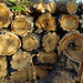 Cork Oak Logs