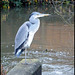 heron by the river
