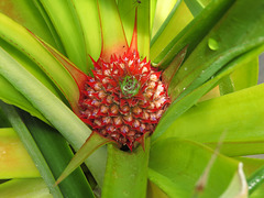 Pineapple in bloom