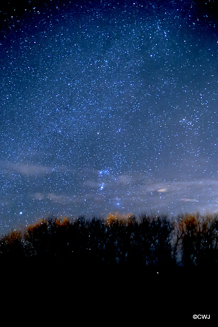 Starry, starry night - Orion above the willows