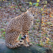 Cheetah posing (2)