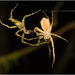 IMG 0471 Spider