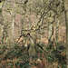 Twisted tree in Shire Hill Wood