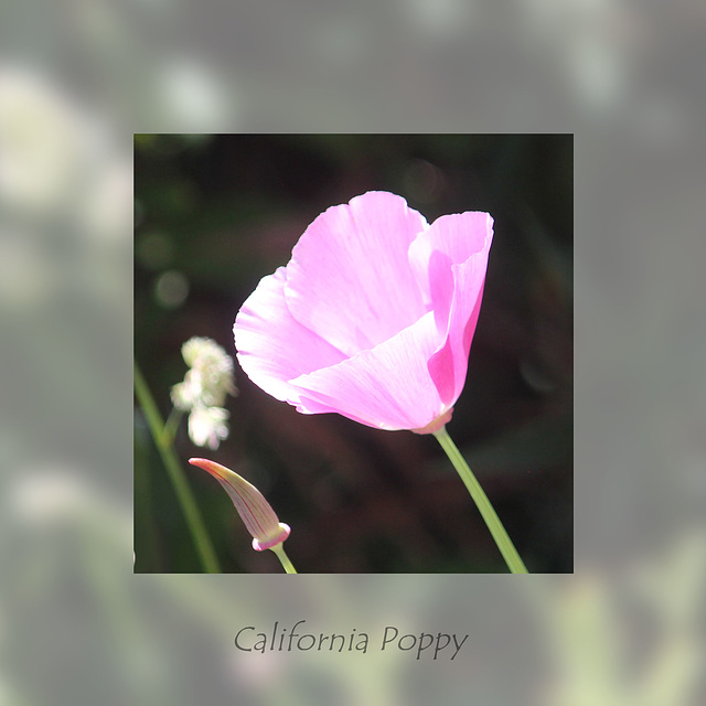 California Poppy pale pink 28 5 2020