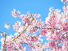 Blossom In The Sky.