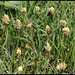 Carex caryophylla - praecox (2)