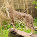 Cheetah posing3