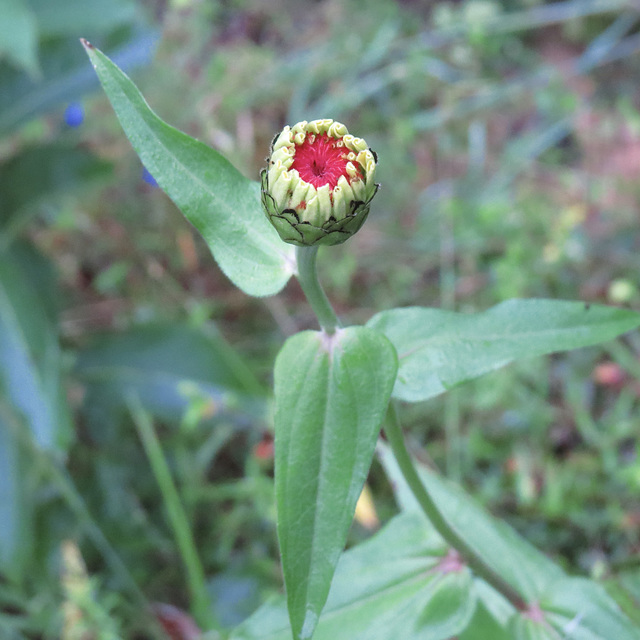 Zinnia flower bud
