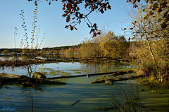 Blakemere Moss in Autumn