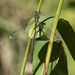 Western Willow Spreadwing m (Lestes viridis) DSB 2050