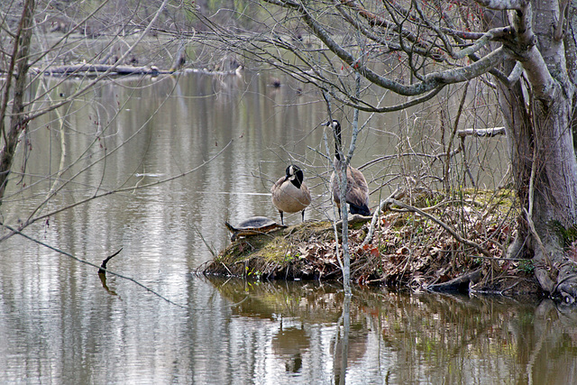 Canada Geese and a Turtle