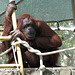 OrangUtan at Phoenix Zoo