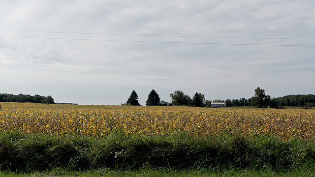 Soybeans in Yellow