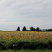 Soybeans in Yellow