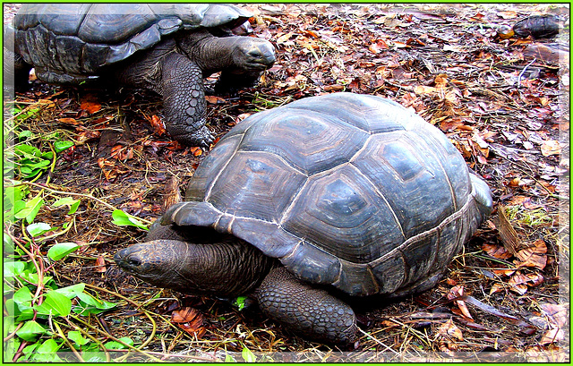 Seychelles : le tartarughe giganti esclusive di queste isole