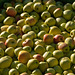 Südtirol - Freiburgerhof: Äpfel, Äpfel, Äpfel - 2013-10-12- DSC8862