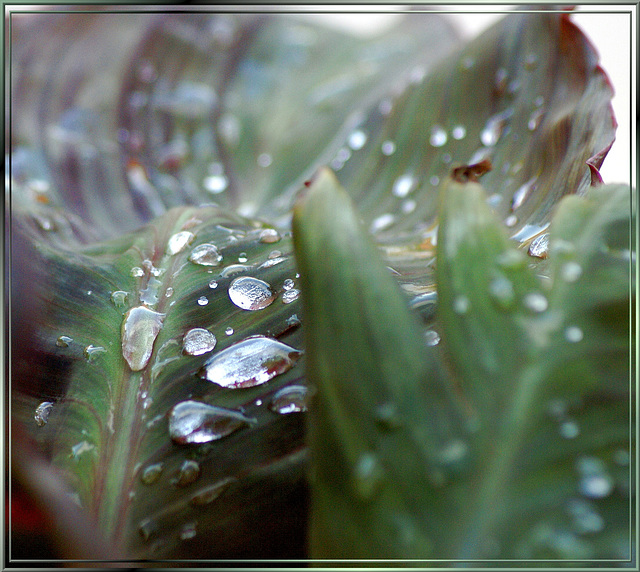 Wassertropfen auf Canna-Blatt.  Water drops on canna leaf. ©UdoSm